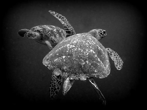 Black and White Sea Turtles