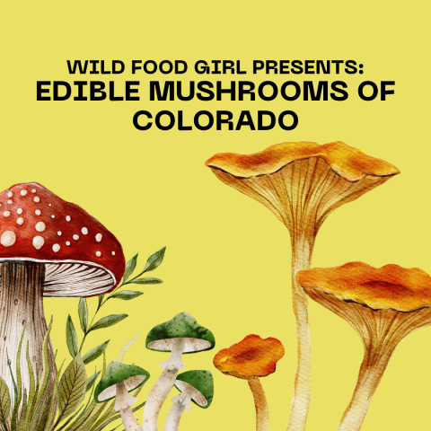 Watercolor mushrooms against yellow background with text wild food girl presents edible mushrooms of colorado