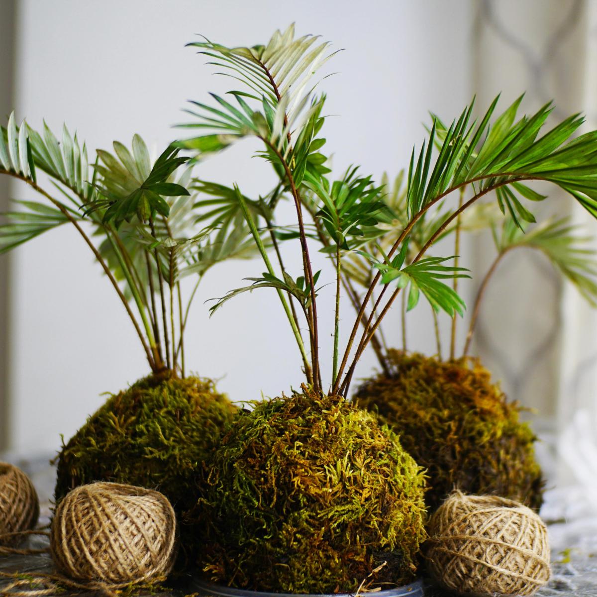 kokedama with twine