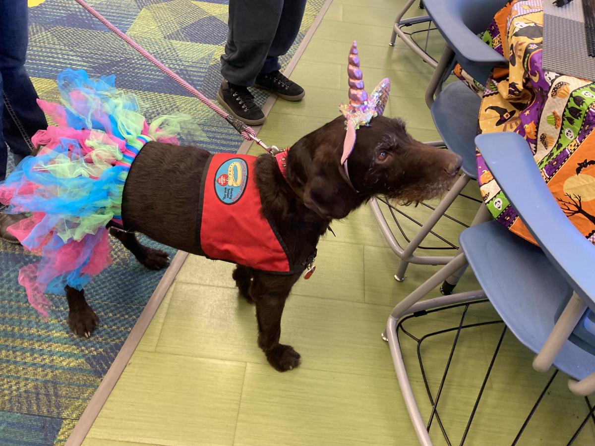 Bella the dog in her Halloween costume